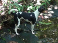 Terrier brasileiro