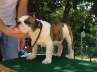Bull dong ingles macho filhote 5 meses