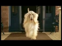 Filhotes de afghan hound