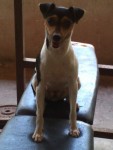 Terrier brasileiro