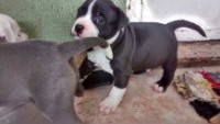 American staffordshire terrier