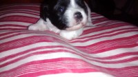 Filhote Lhasa Apso