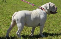 Buldogue campeiro