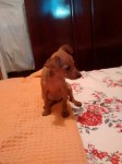 venda de pinscher – filhotes