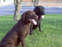 Labrador Belos Filhotes