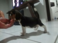 BEAGLE Filhote