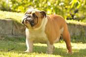 Bulldog