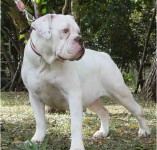 Buldogue campeiro