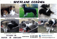 Filhotes de pastor de shetland