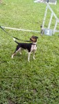 Terrier brasileiro