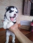 vendo lindos filhotes de husky siberiano