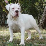 Buldogue campeiro