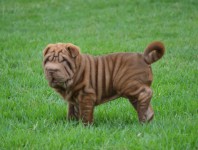 Lindos Filhotes de Sharpei