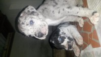 Vende-se lindos filhotes dog alemão 47 dias