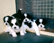 SHIH-TZU – Proprietária Médica Veterinária