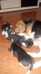 Cachorrinhas Beagle