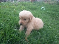 Lindos filhotes de golden retrivier
