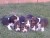 filhote-de-beagle-promoco-22222-MLB20227360929_012015-F