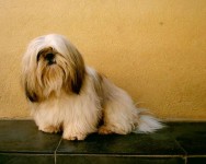 SHIH-TZU – Proprietária Médica Veterinária