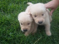 Lindos filhotes de golden retrivier