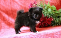 Filhote macho 50 dias de Spitz Alemão – Lulu da Pomerânia