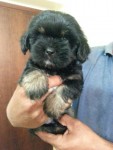 Lindos Filhotes de Lhasa Apso – Imperdível