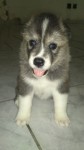 Venda de husky siberiano filhotes