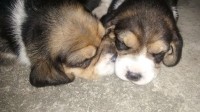 Cachorrinhas Beagle