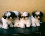 SHIH-TZU – Proprietária Médica Veterinária