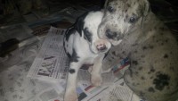 Vende-se lindos filhotes dog alemão 47 dias