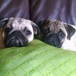 Vende-se casal de pug