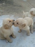 Vende-se filhotes de golden retriever