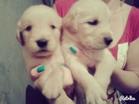 Vende-se filhotes de golden retriever