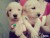 Vende-se filhotes de golden retriever - Imagem6