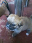 Vendo filhotes de Llasa Apso vacinados e vermifugados pronto pra buscar