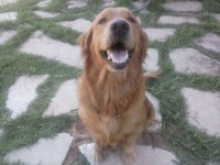 Lindos filhotes de golden retrivier