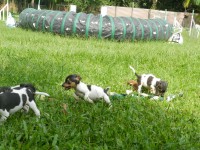 Terrier brasileiro