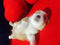 Vendo filhotes de Llasa Apso vacinados e vermifugados pronto pra buscar