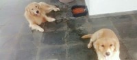 Filhote de Golden Retriever