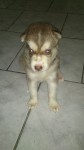 Venda de husky siberiano filhotes