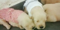 Filhote de Golden Retriever