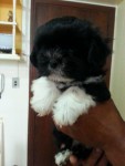 Lindos Filhotes de Lhasa Apso – Imperdível