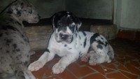 Vende-se lindos filhotes dog alemão 47 dias