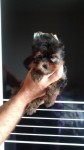 Lindos yorkshire com pedigree
