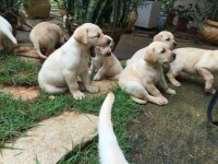 Filhotes de labrador puros e vermifugados