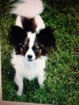 Papillon