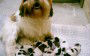 SHIH-TZU – Proprietária Médica Veterinária