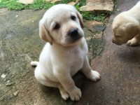 Filhotes de labrador puros e vermifugados