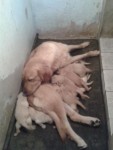Vende-se filhotes de golden retriever