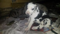 Vende-se lindos filhotes dog alemão 47 dias